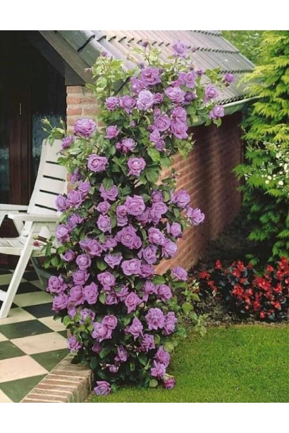 Роза вьющаяся Индиголетта в ландшафтном дизайне